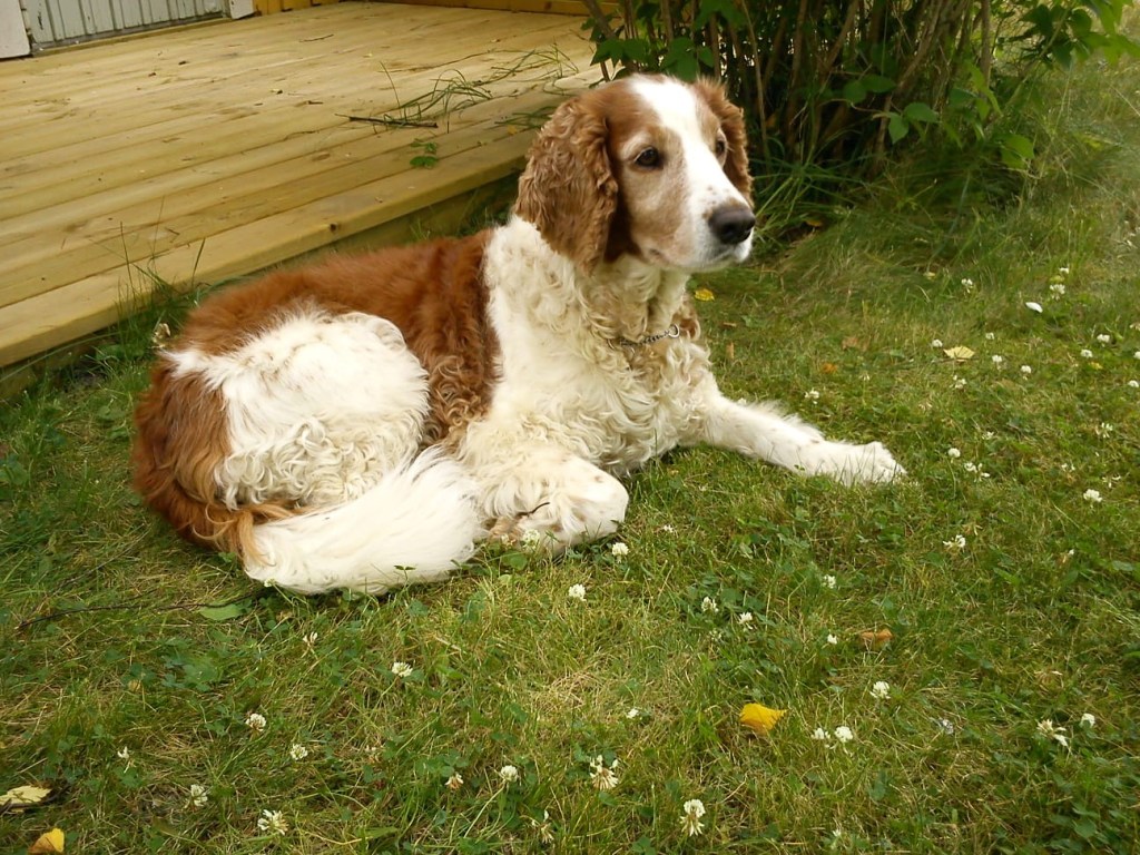 Bella njuter på landet